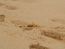 Песчанный краб