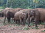 Слоновий приют